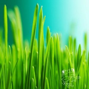 Meet your Posher, Leesett